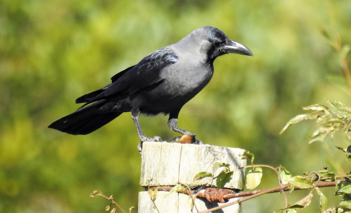 Corbeau familier - ML461642441