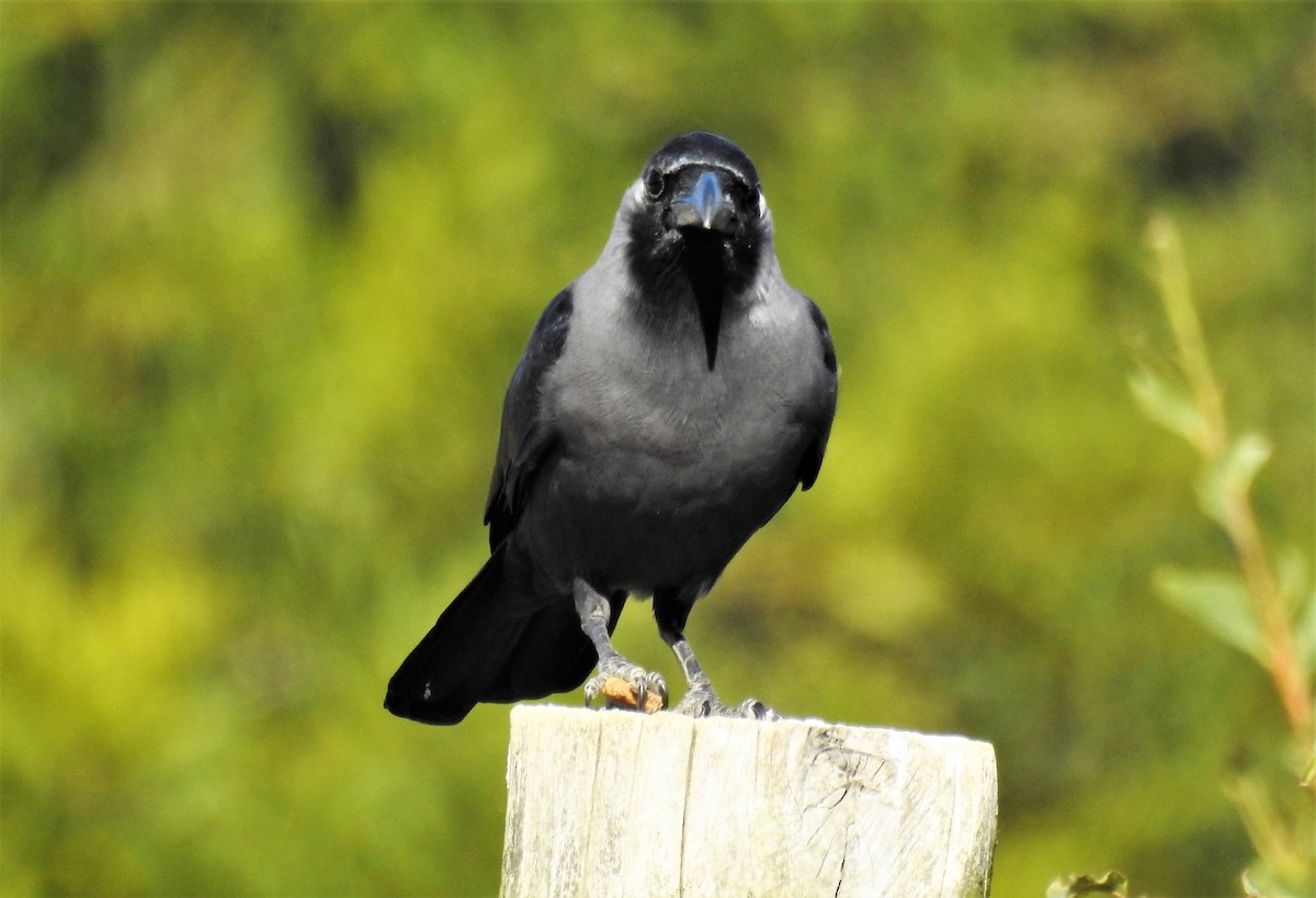 House Crow - ML461642471