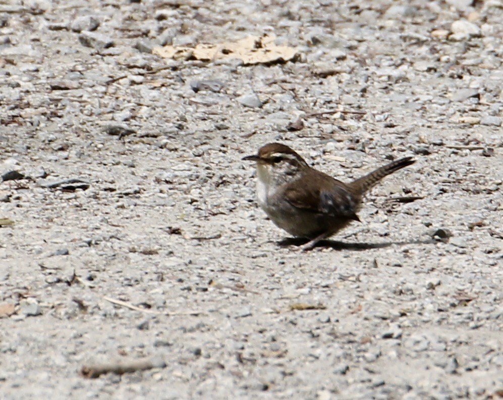 Bewick's Wren - ML461642991