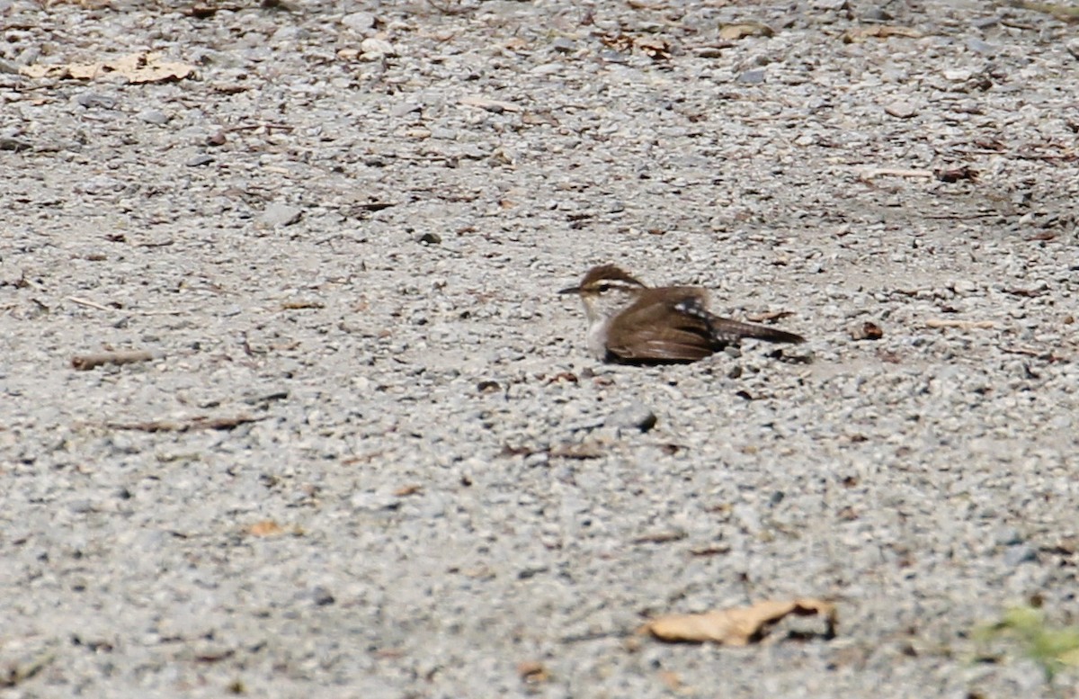 Bewick's Wren - Kathleen McEachern