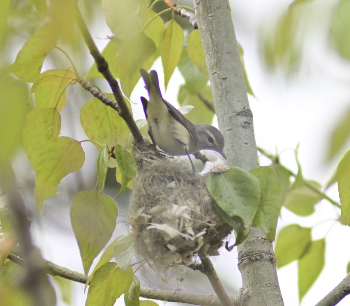 Ötücü Vireo - ML461643791