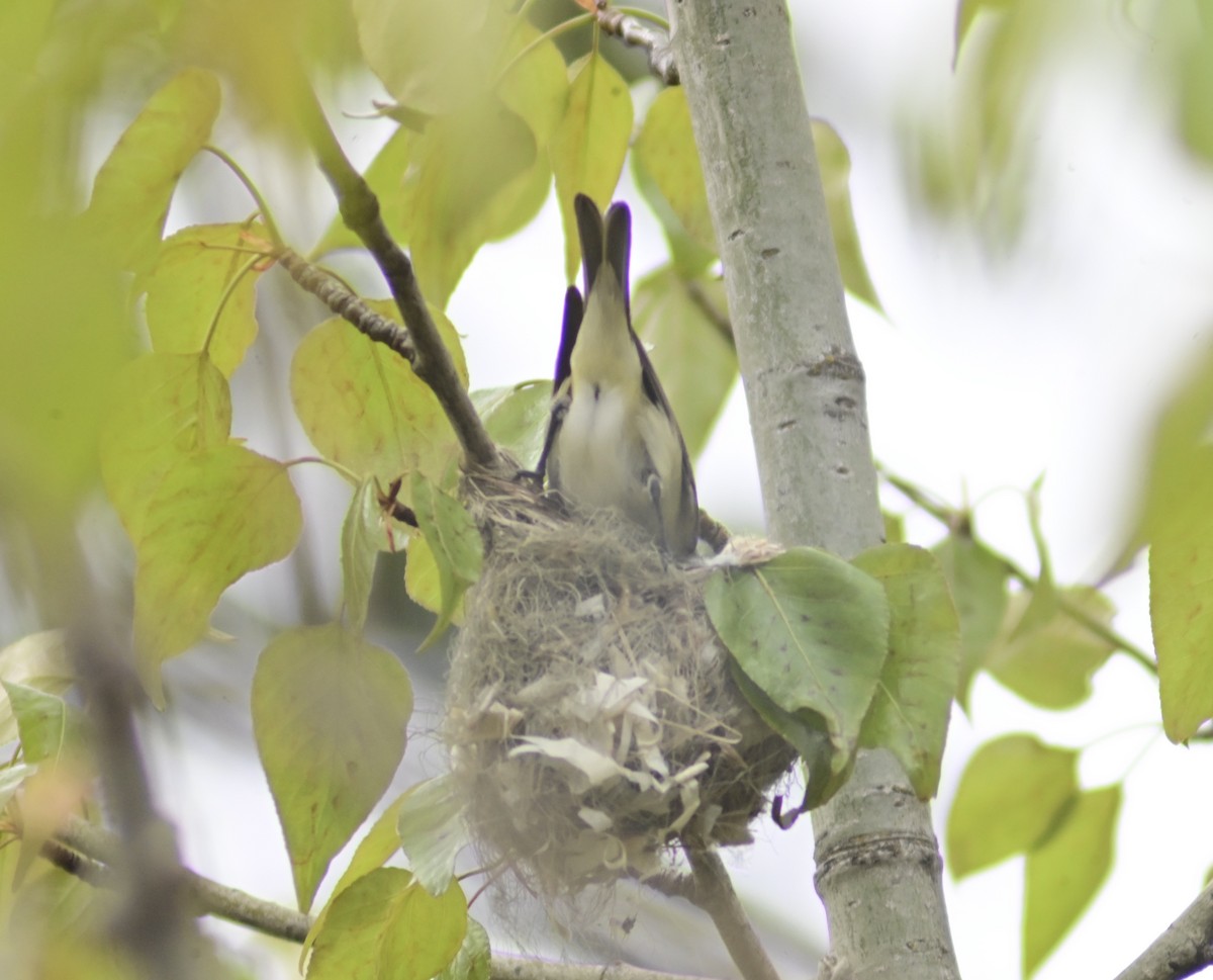 Warbling Vireo - ML461643831