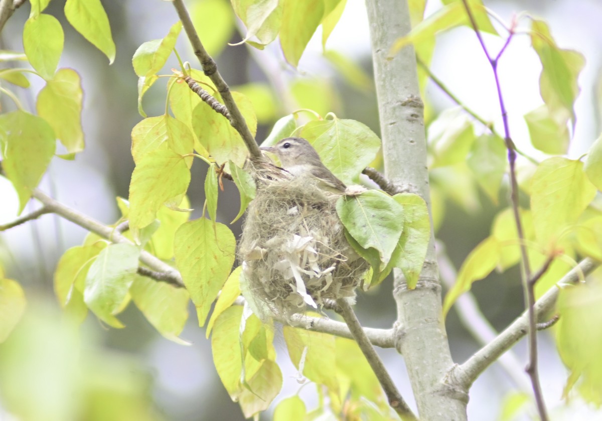 Warbling Vireo - ML461643901