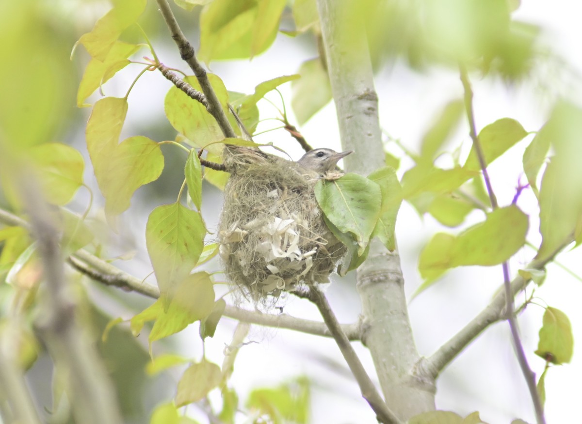 Warbling Vireo - ML461643931