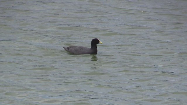 Foulque leucoptère - ML461644001