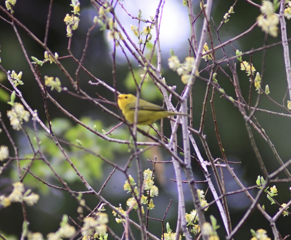 Wilson's Warbler - ML461644061