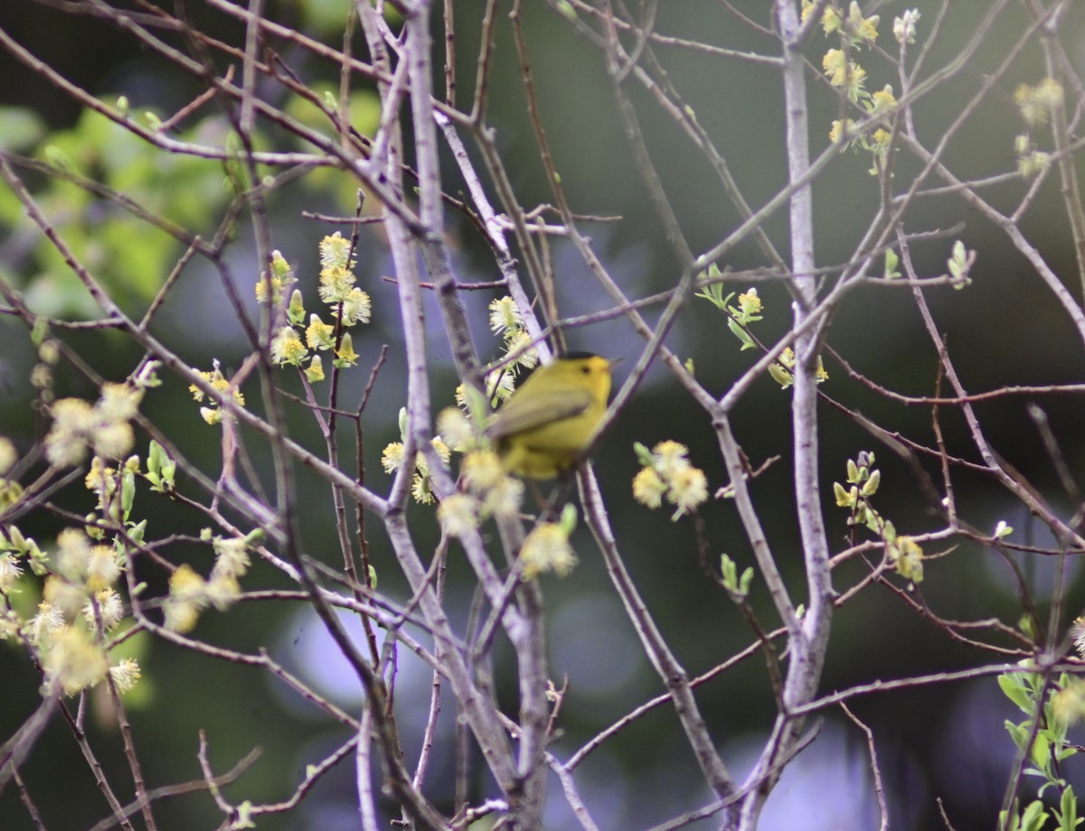 Wilson's Warbler - ML461644131