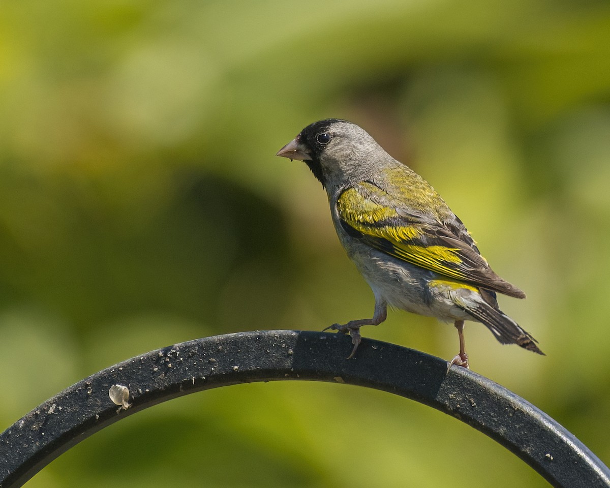 Lawrence's Goldfinch - ML461644251