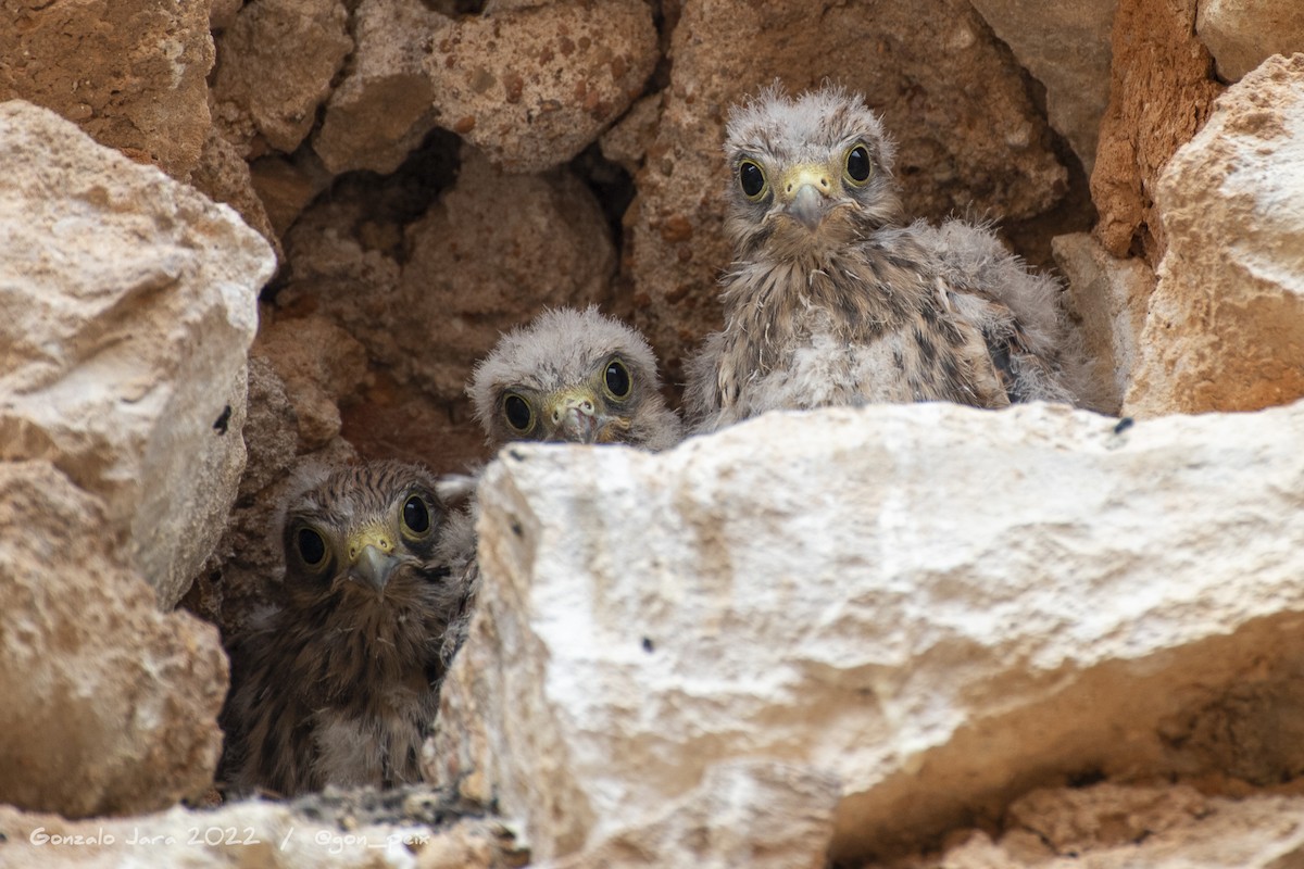 Eurasian Kestrel - ML461644751