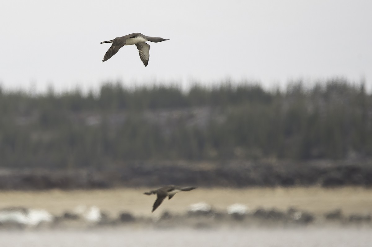 Red-throated Loon - ML461644781