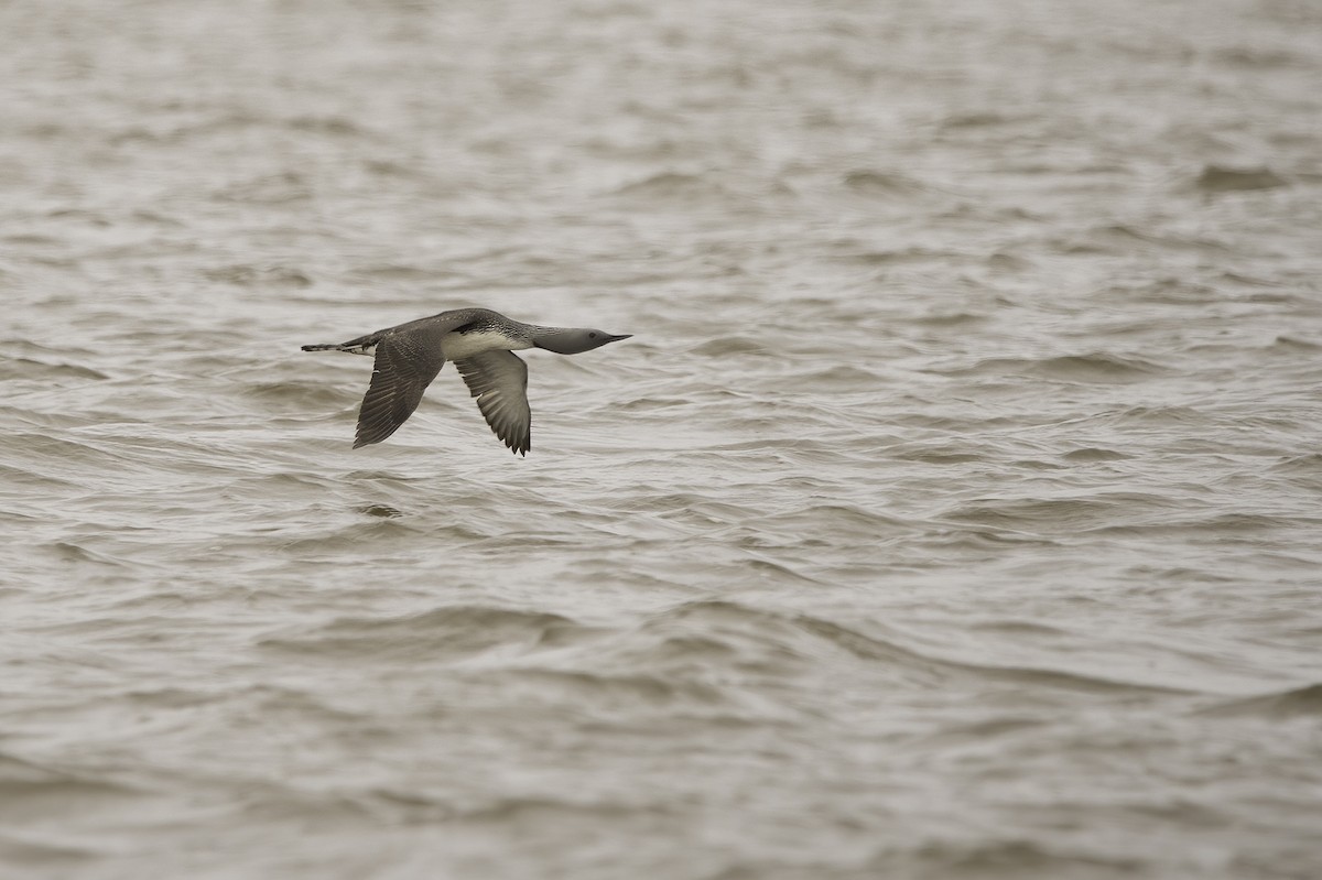 Red-throated Loon - Cam Nikkel