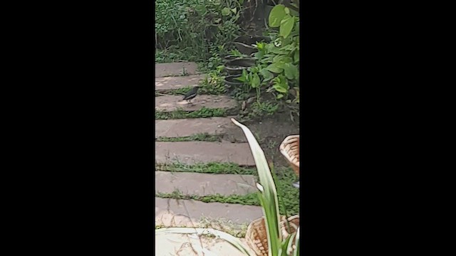 鵲鴝 - ML461645981