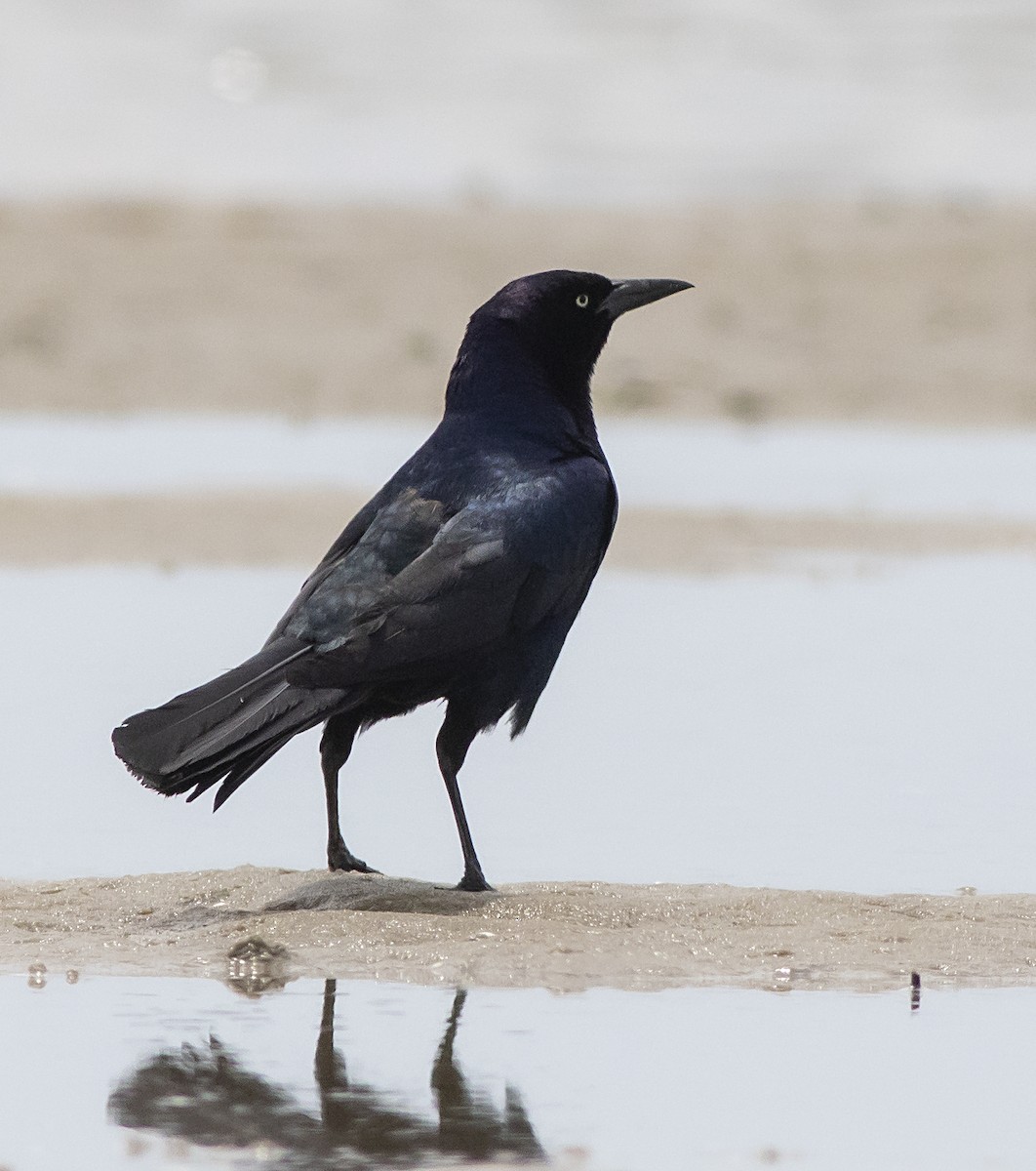 Boat-tailed Grackle - ML461646471