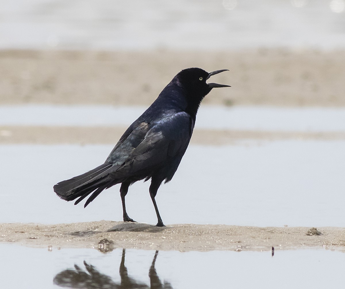 Boat-tailed Grackle - ML461646521