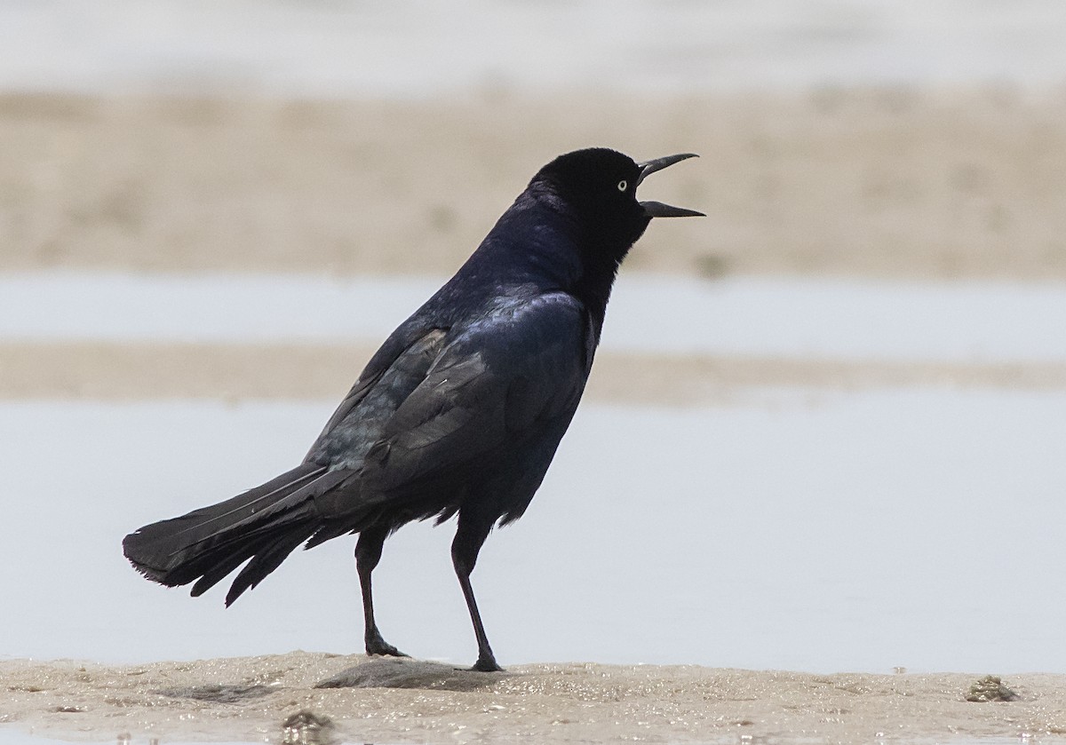 Boat-tailed Grackle - ML461646531