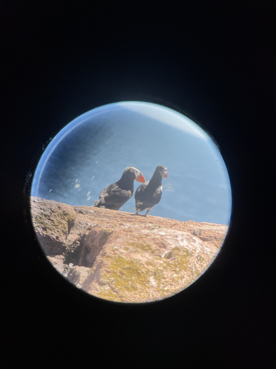 Tufted Puffin - ML461647501