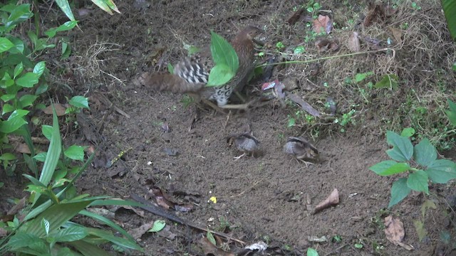 Sri Lanka Junglefowl - ML461648081