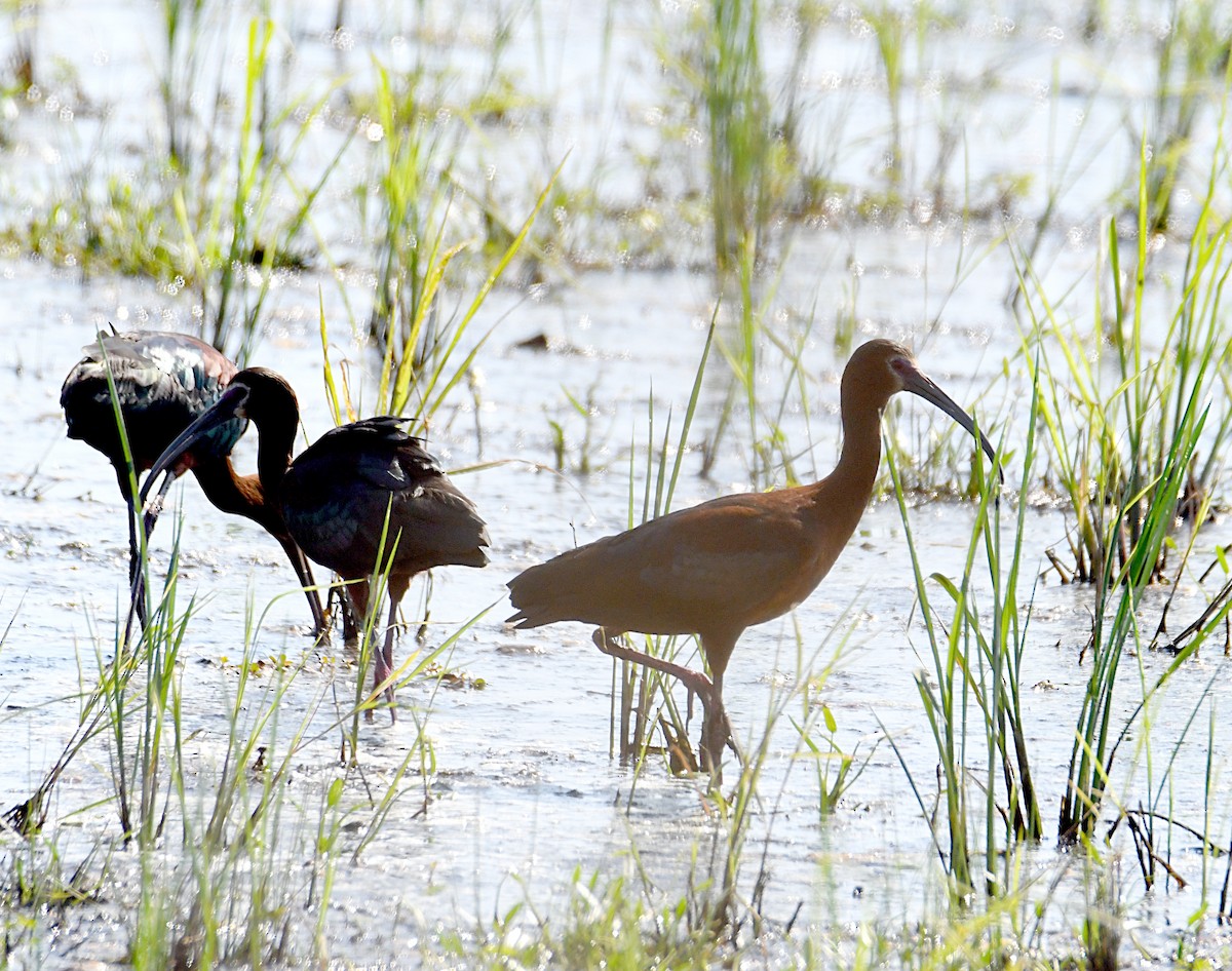 White-faced Ibis - ML461648661