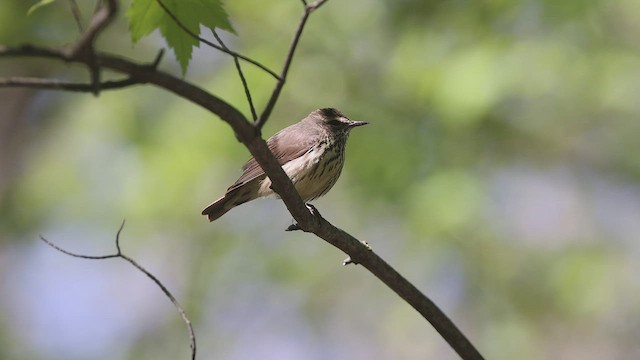 Northern Waterthrush - ML461649391