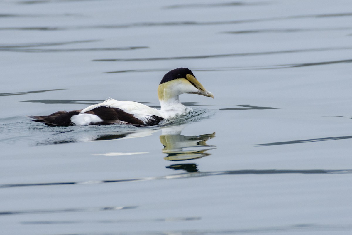 Eider arrunta - ML461649841