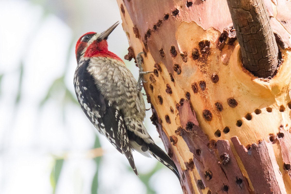 Red-naped/Red-breasted Sapsucker - Jeff Bray