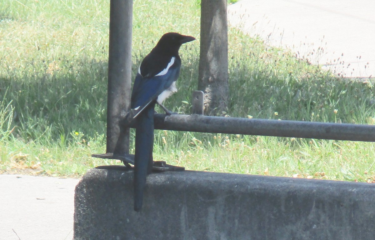 Eurasian Magpie - ML461650801