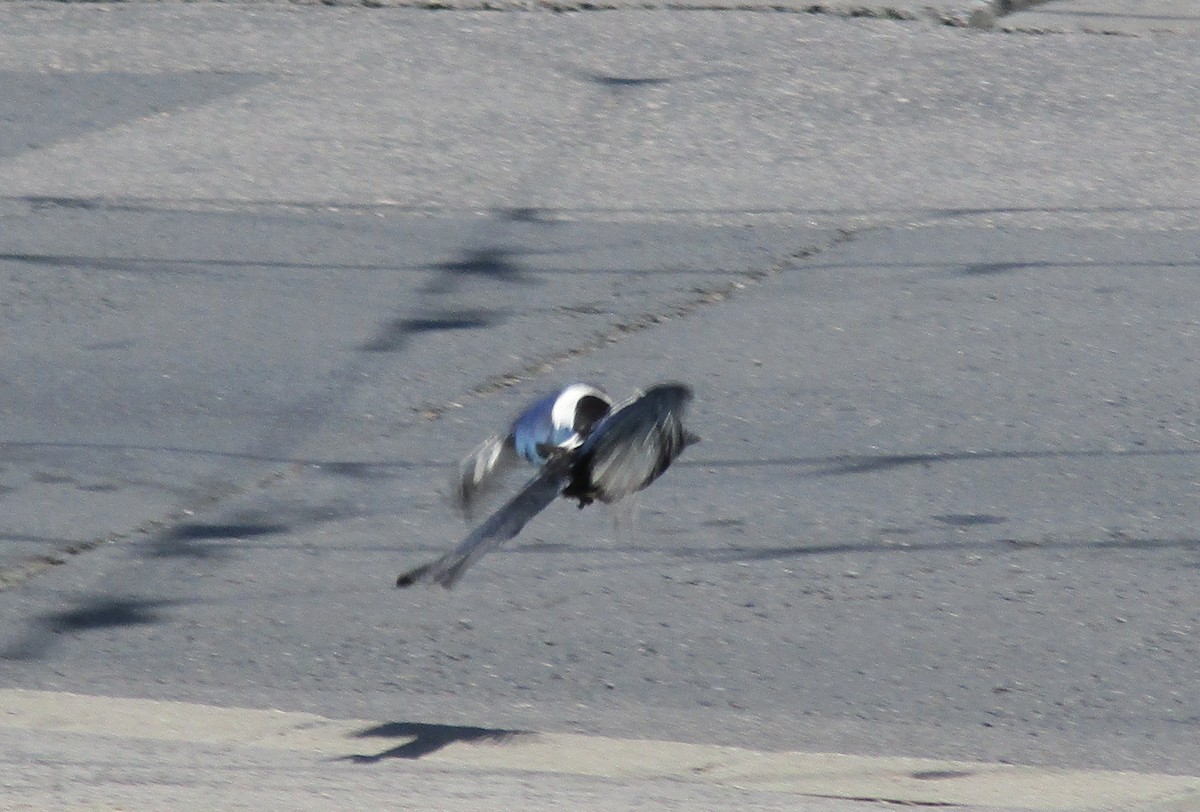 Eurasian Magpie - ML461650901