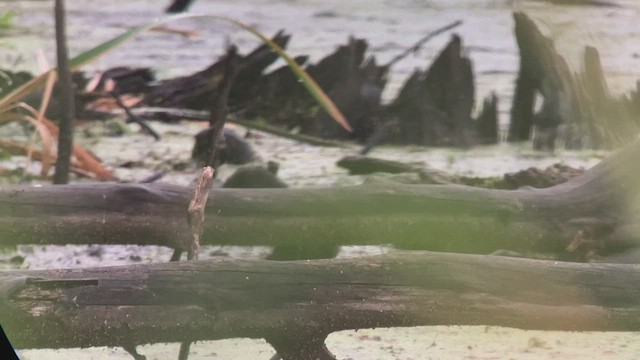 Virginia Rail - ML461651651