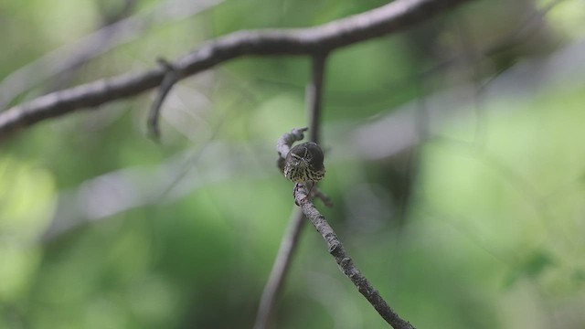 Northern Waterthrush - ML461655861