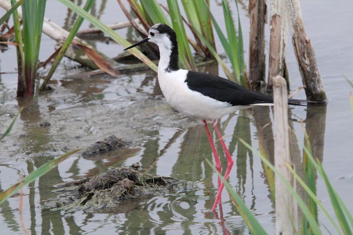 Black-winged Stilt - ML461655991