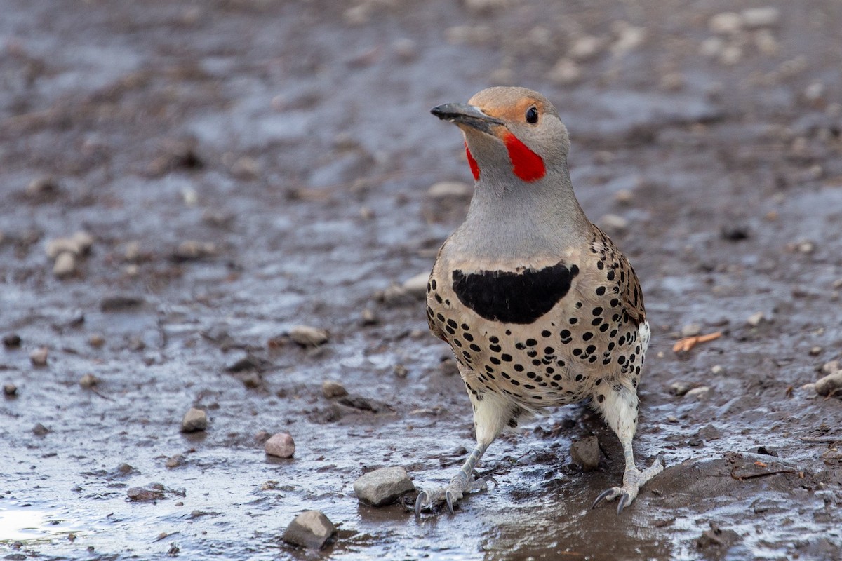 Northern Flicker - Anonymous