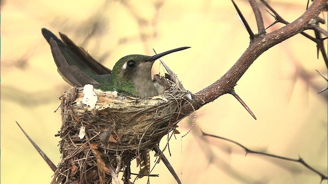 kolibřík kubánský - ML461657