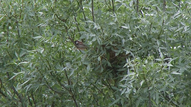 Spanish Sparrow - ML461657921