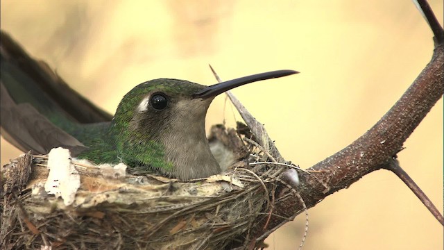 kolibřík kubánský - ML461658