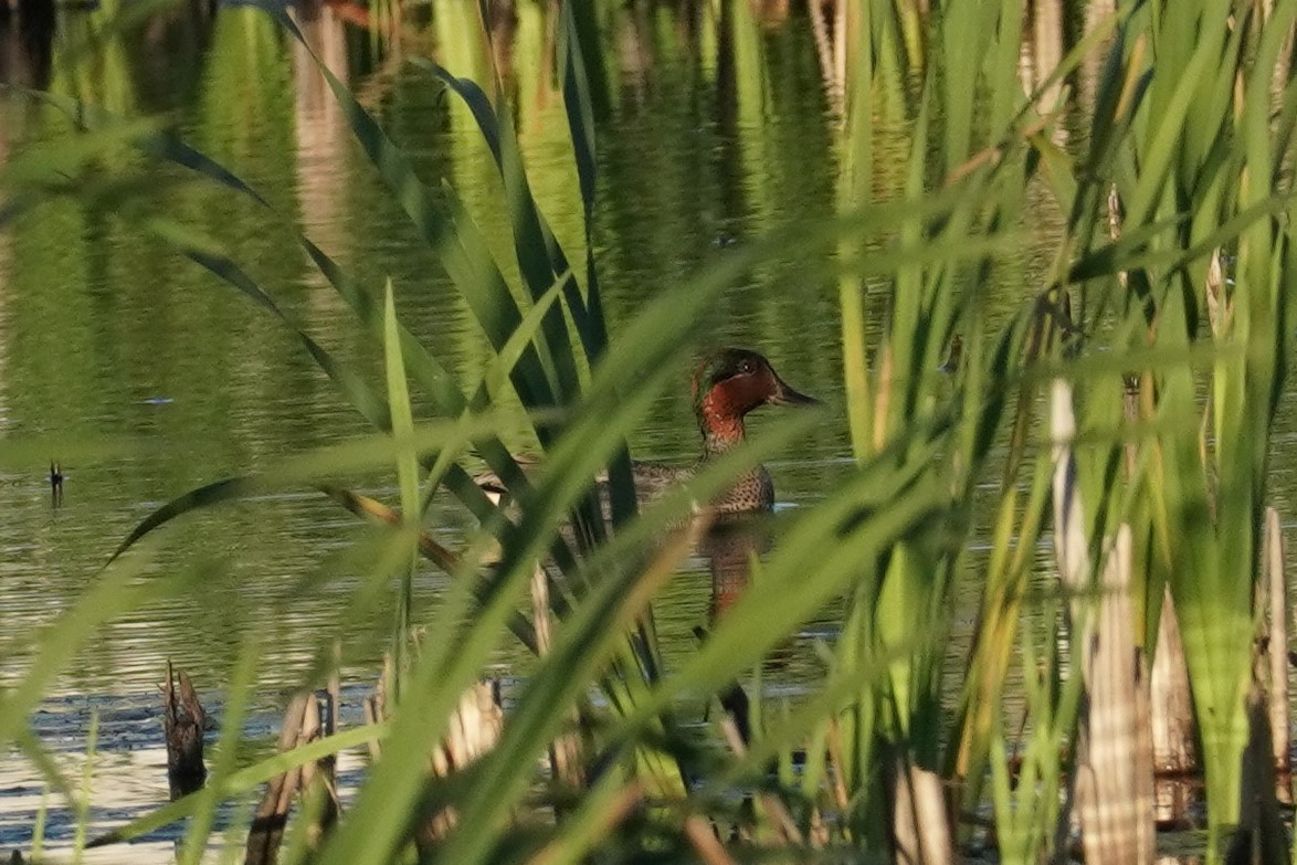 Green-winged Teal - Emily Hjalmarson