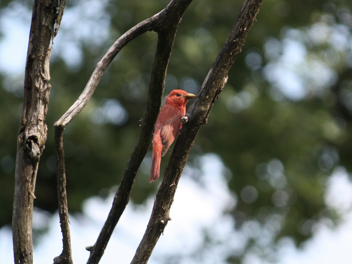 Summer Tanager - ML461660401