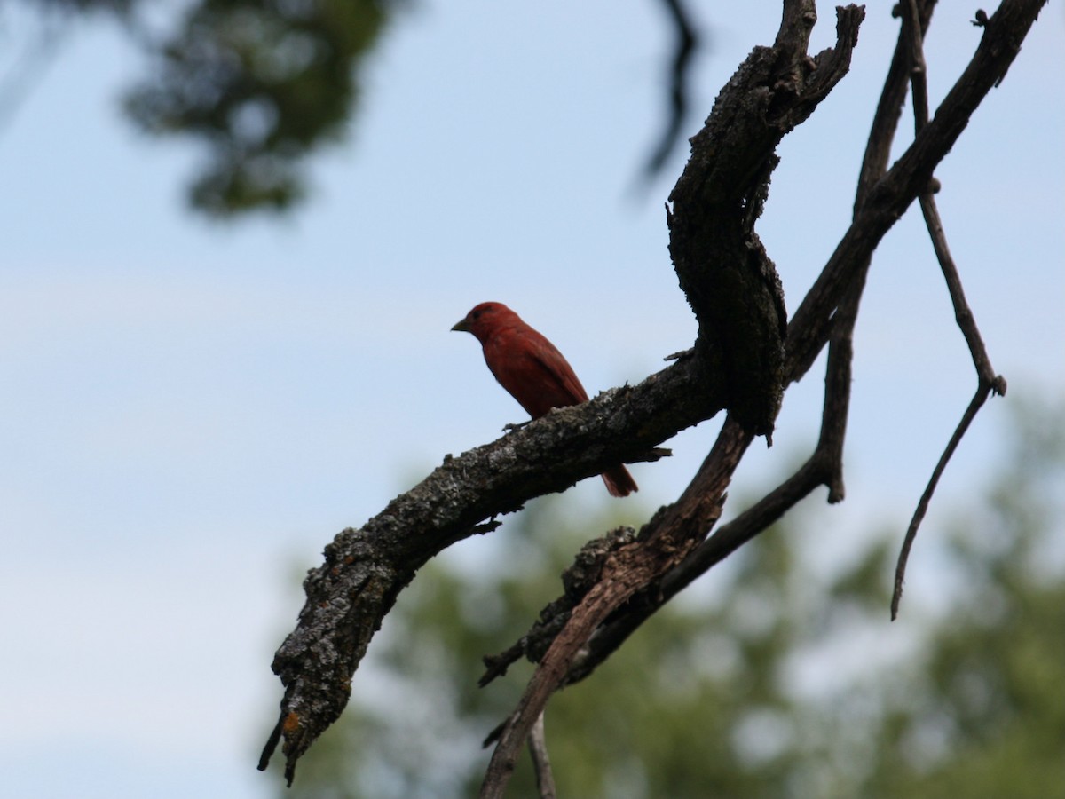 Piranga Roja - ML461660511