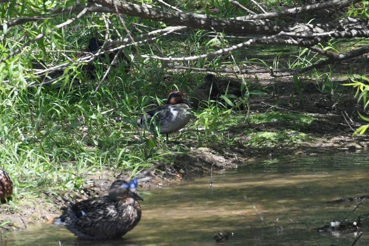 Green-winged Teal (American) - ML461660581