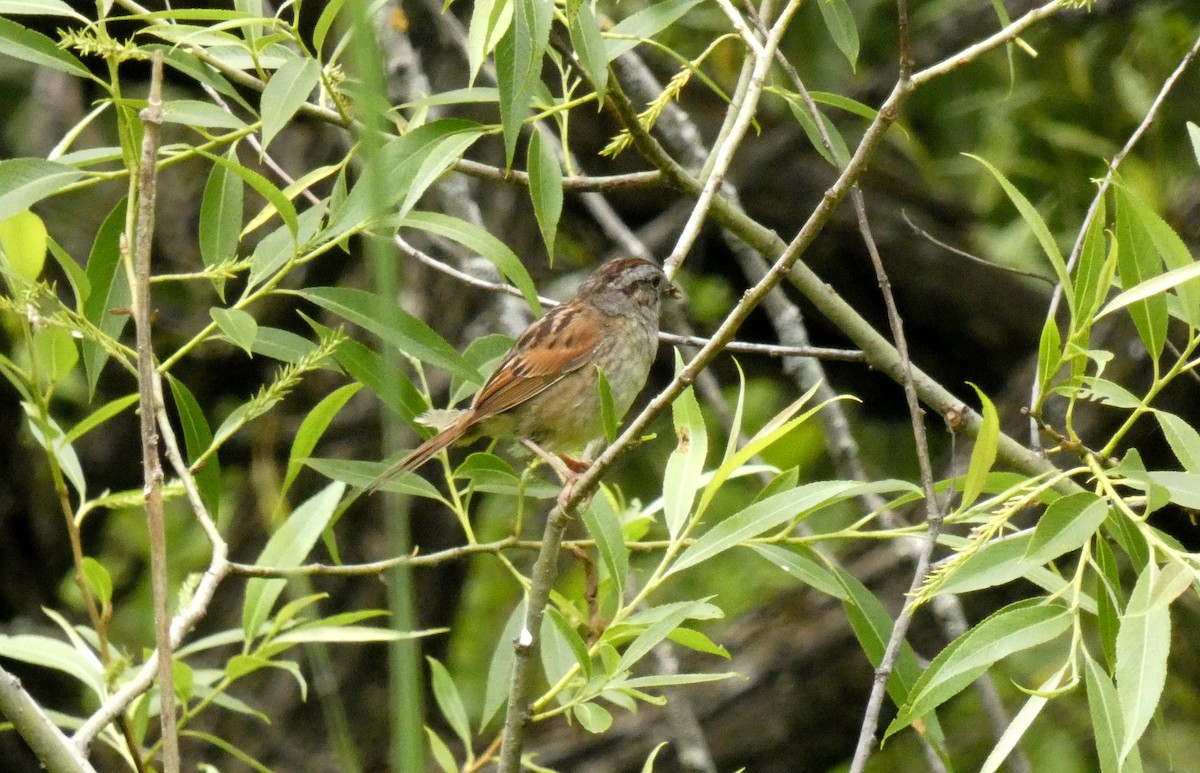 Swamp Sparrow - ML461661381