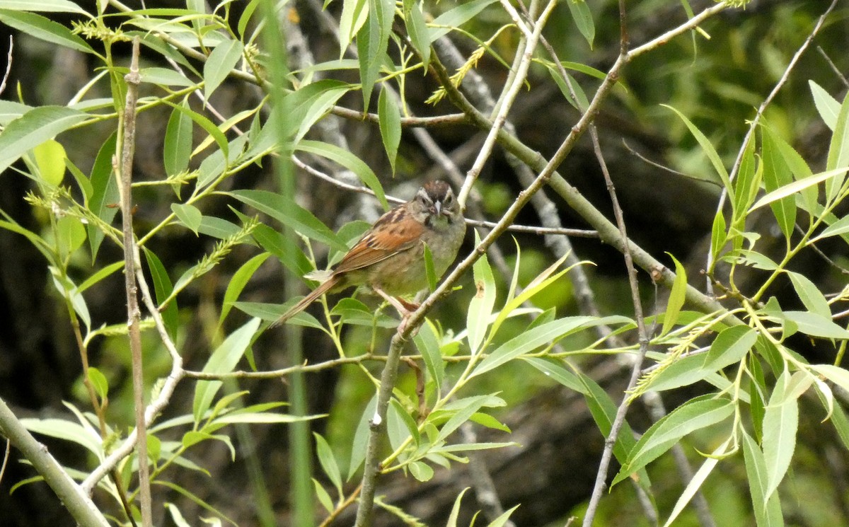 Swamp Sparrow - ML461661691