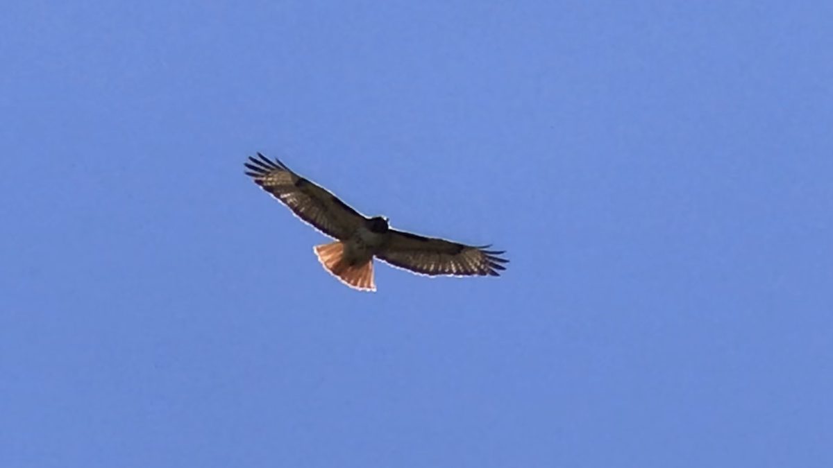 Red-tailed Hawk - ML461662671