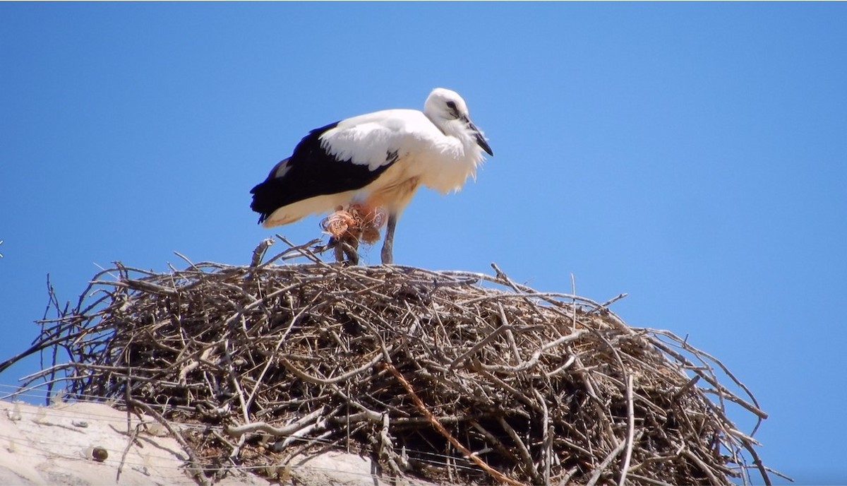 White Stork - ML461663881