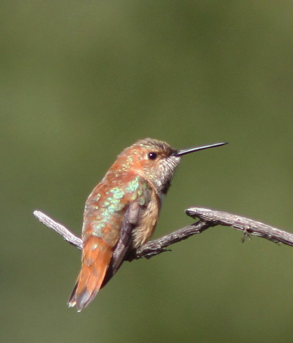 Rufous Hummingbird - ML461664861