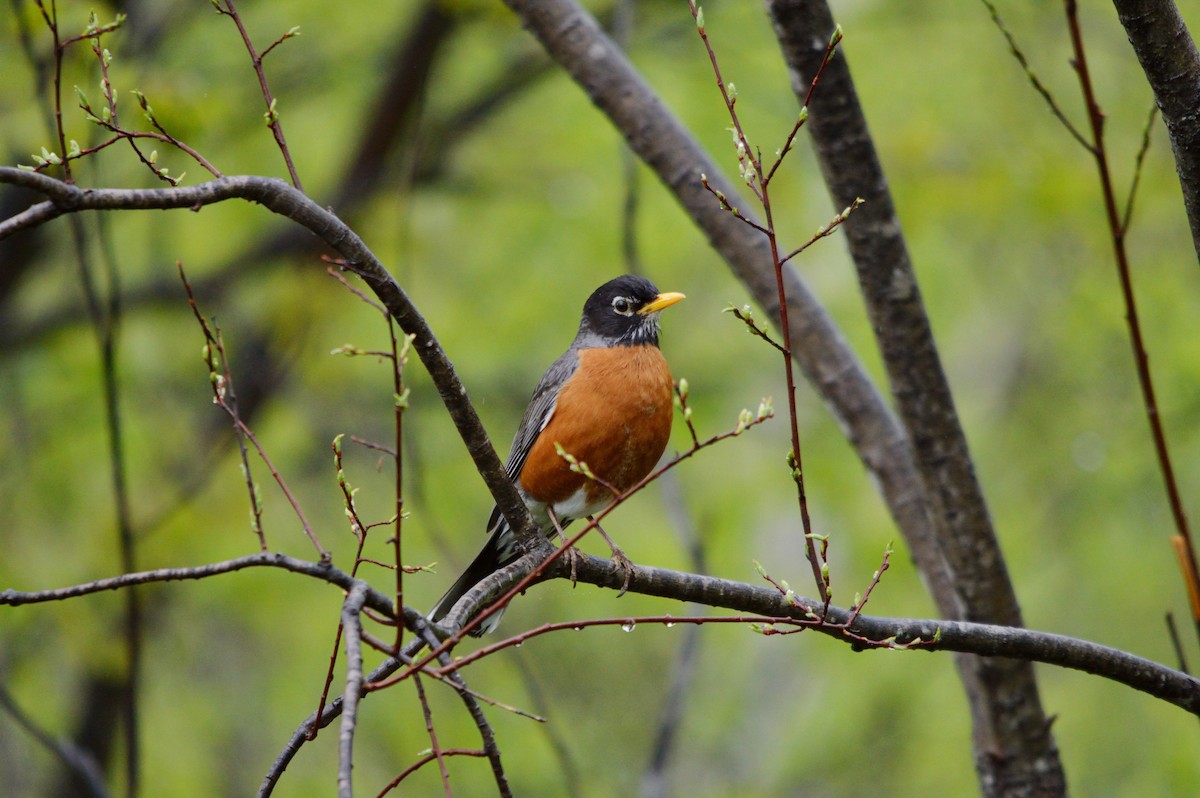 American Robin - ML461664921