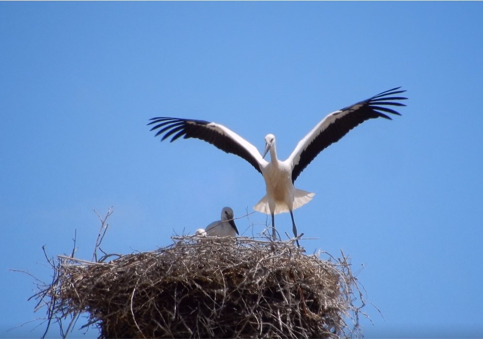 White Stork - ML461665111