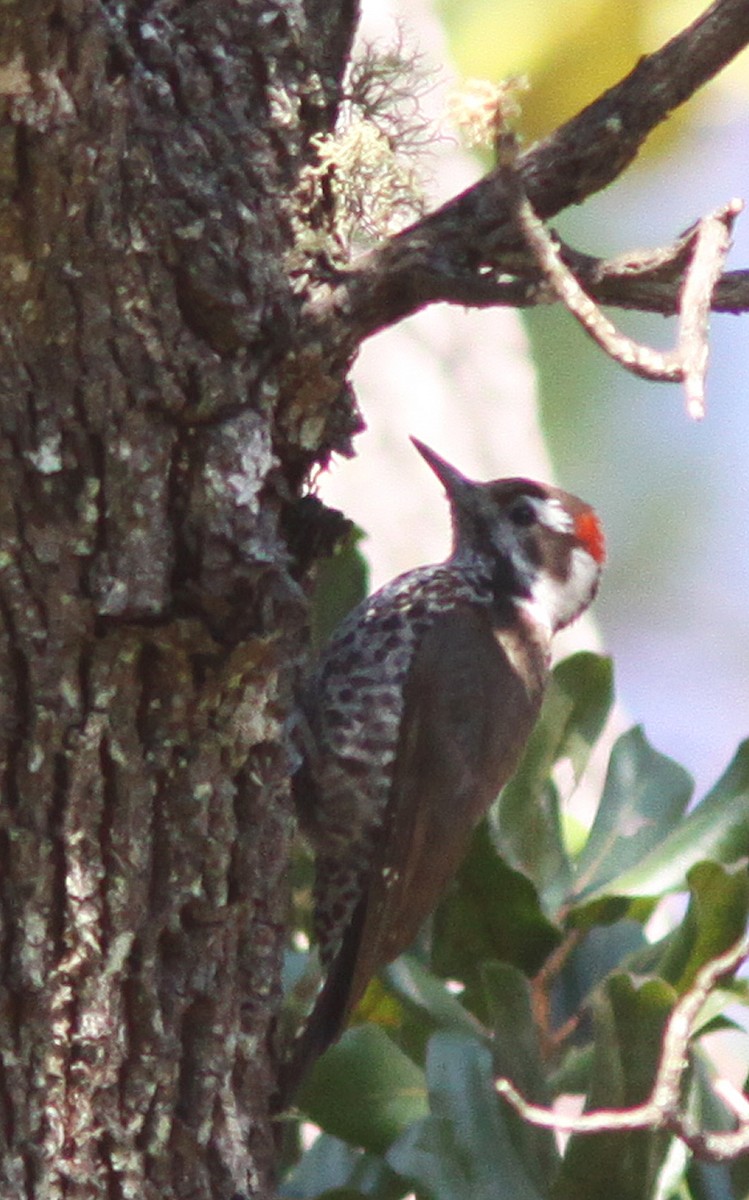 Arizona Woodpecker - Jorge Montejo