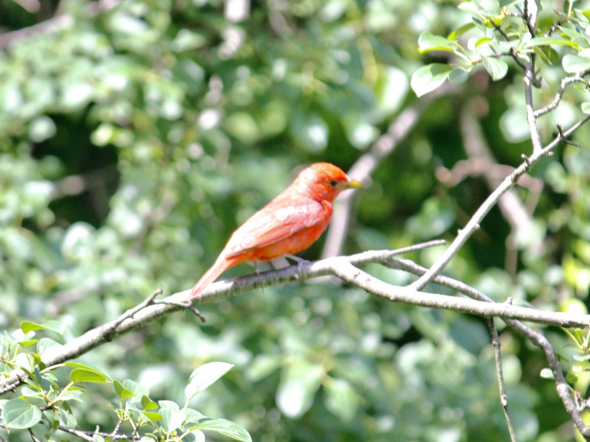 Summer Tanager - ML461665381