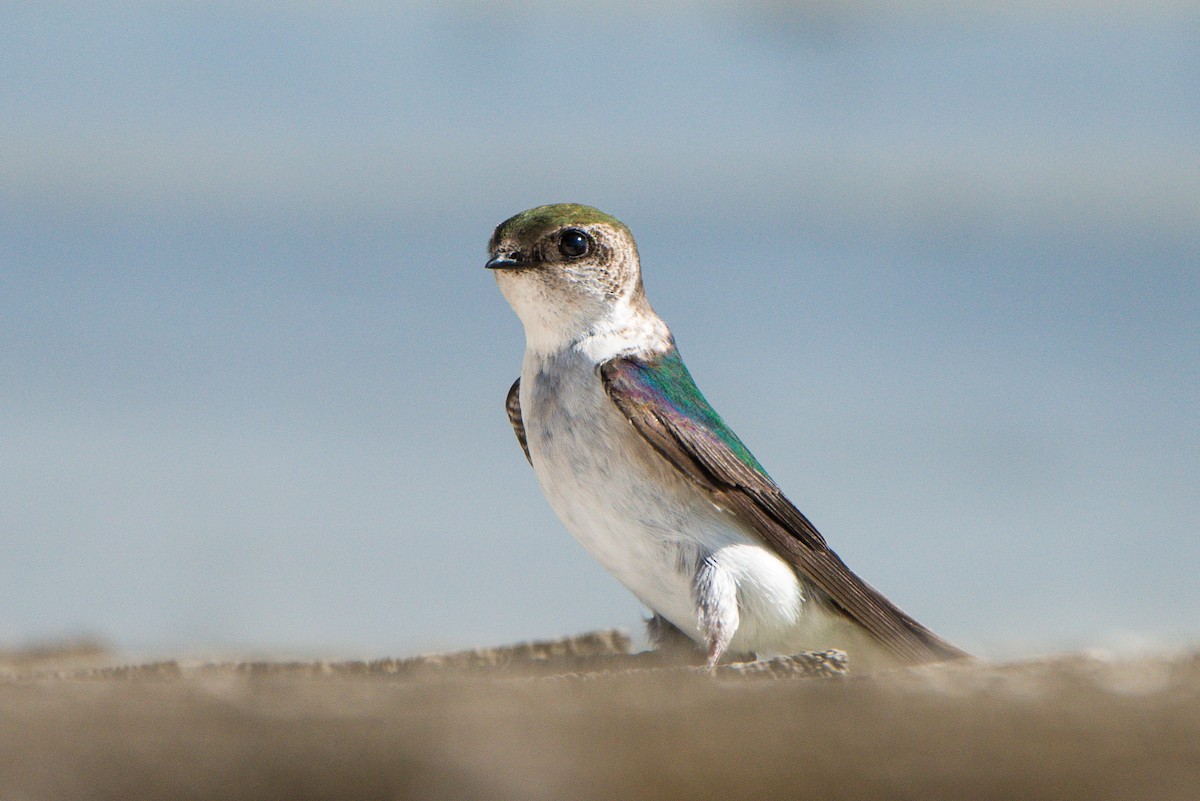 Violet-green Swallow - ML461666401