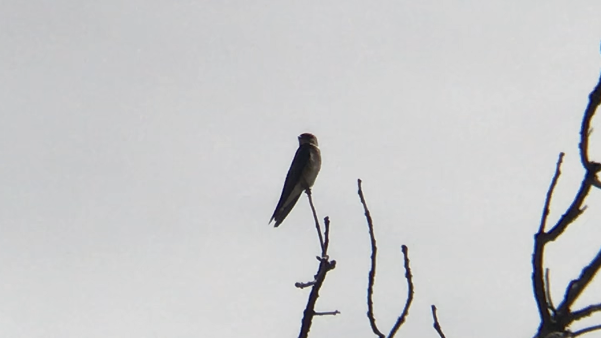 Northern Rough-winged Swallow - ML461666721