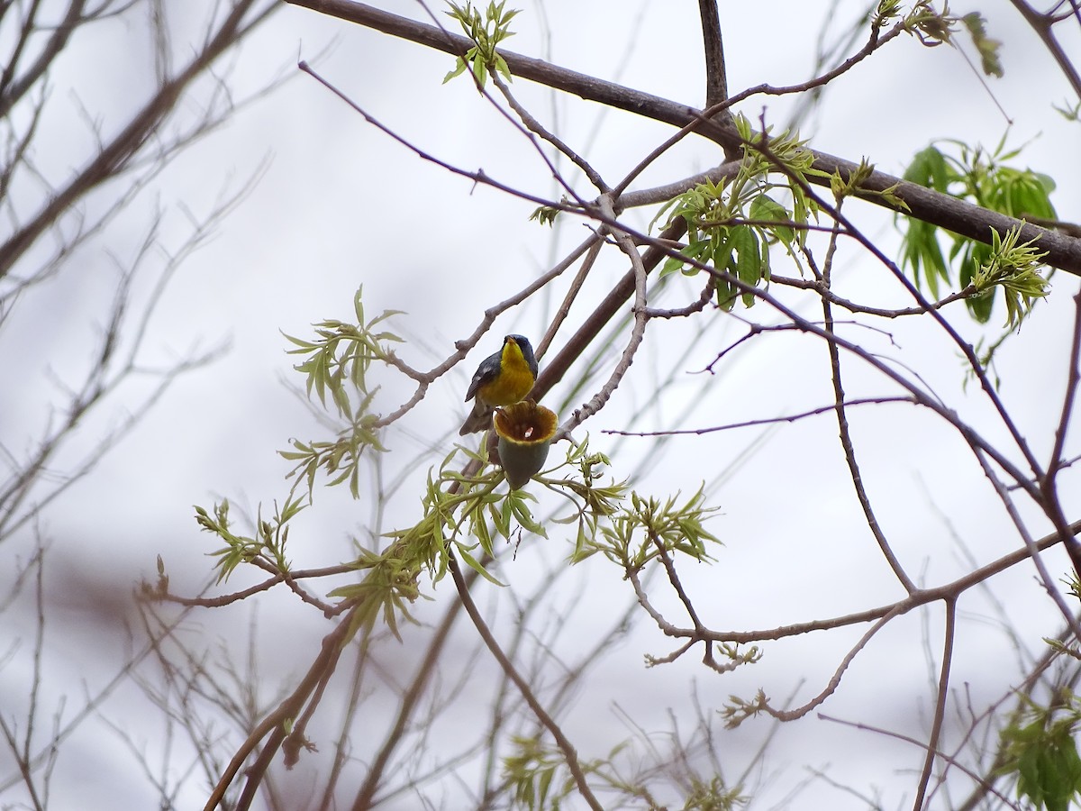 Tropical Parula (Tres Marias Is.) - ML461667151